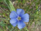 Linum austriacum