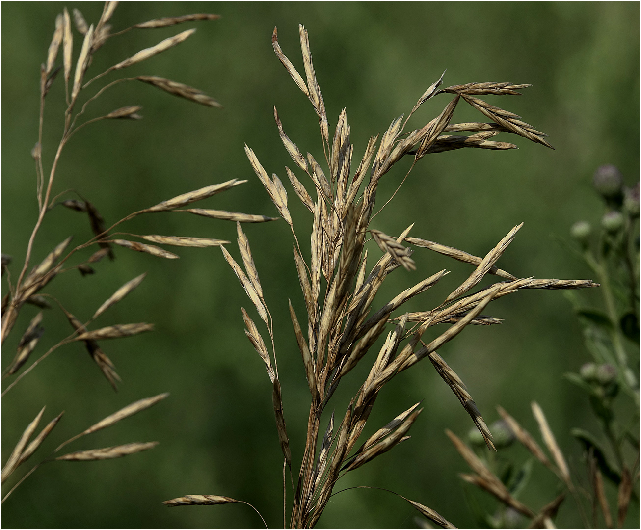 Изображение особи Bromopsis inermis.
