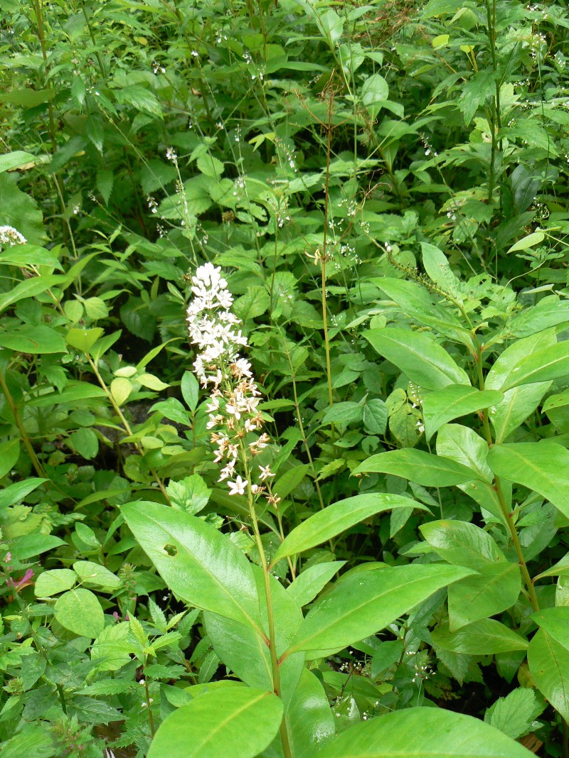Image of Lysimachia clethroides specimen.
