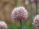 Allium carolinianum