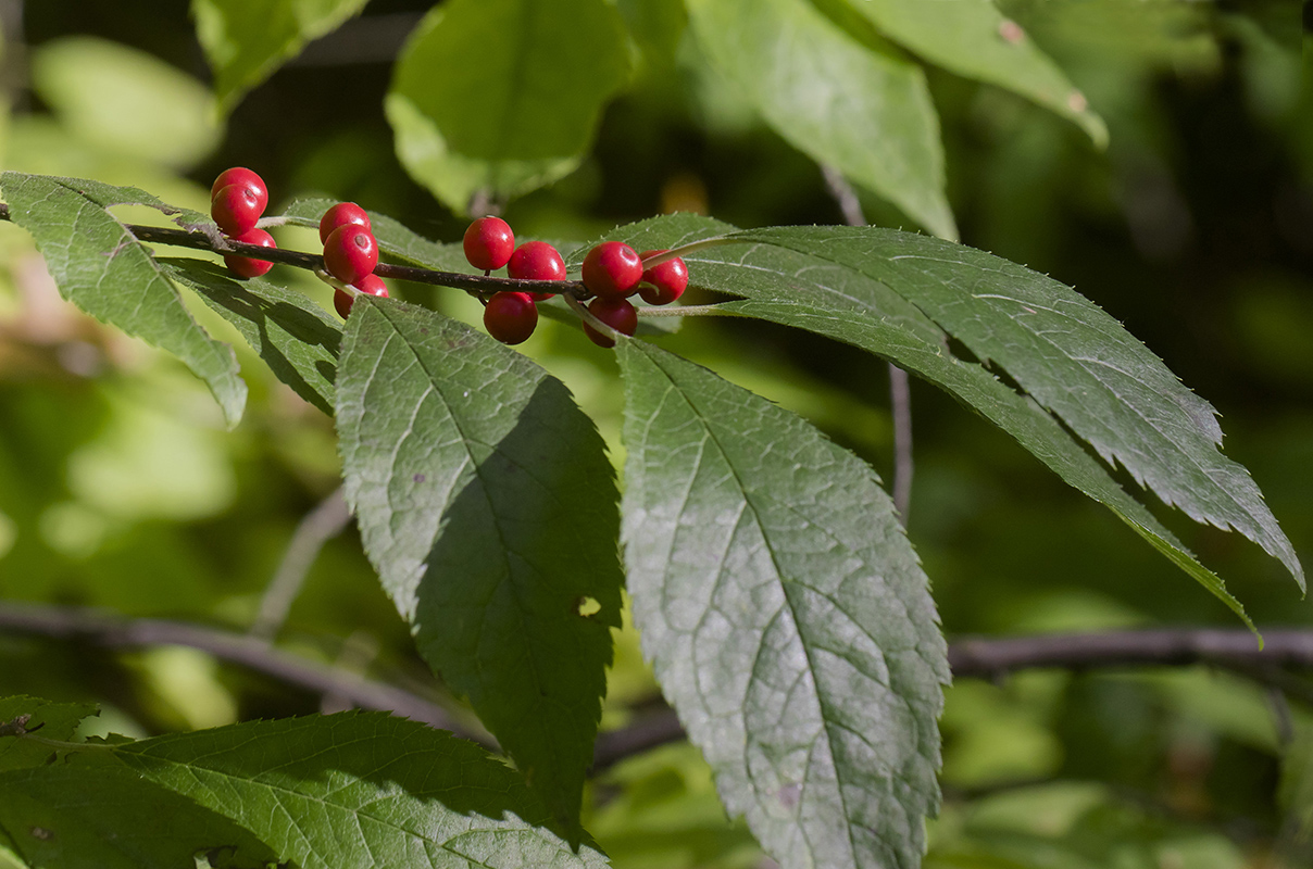 Изображение особи Ilex verticillata.