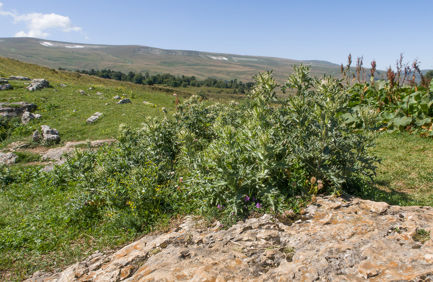 Image of Cirsium obvallatum specimen.