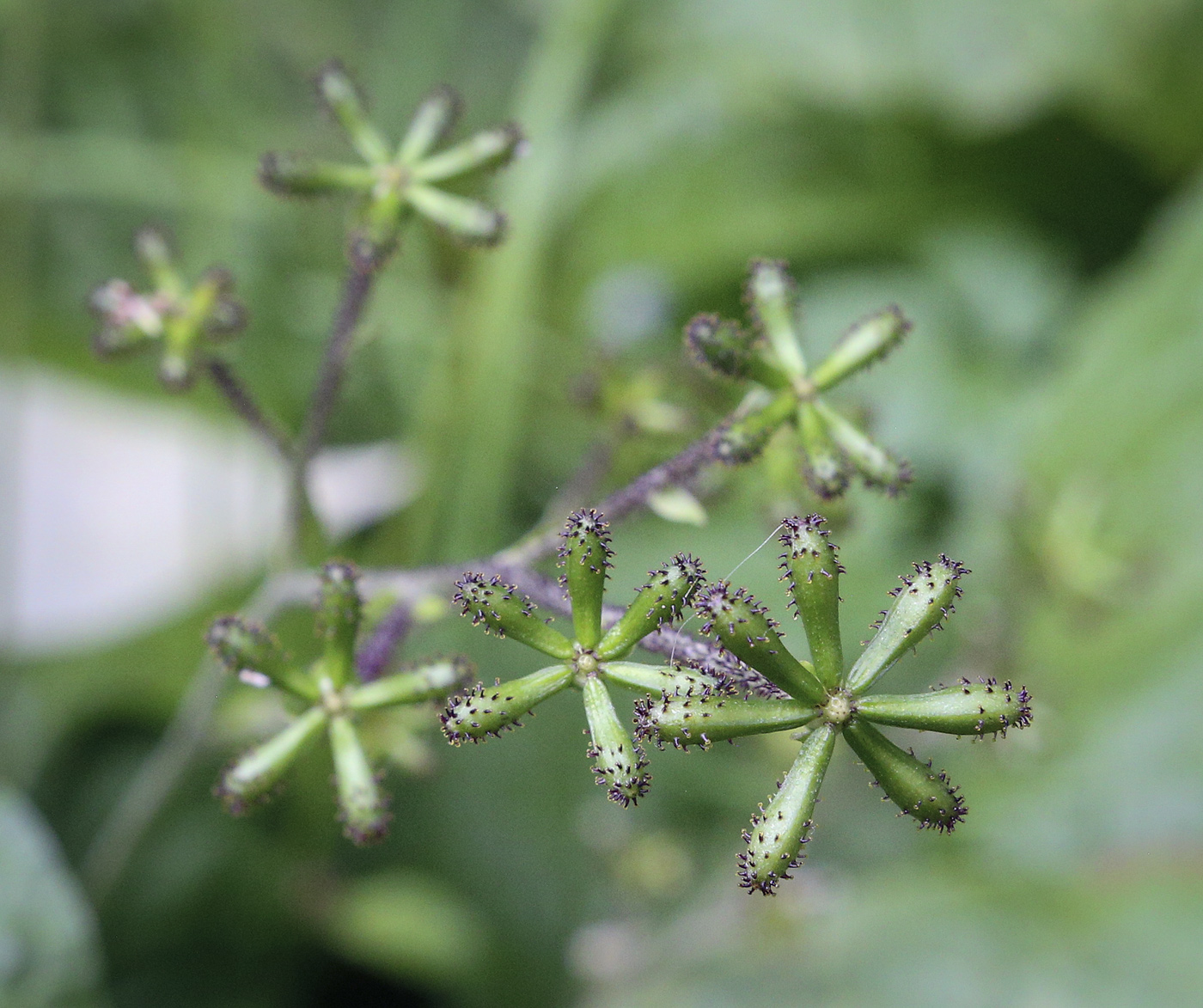 Изображение особи Adenocaulon adhaerescens.