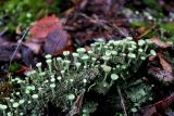 Cladonia fimbriata