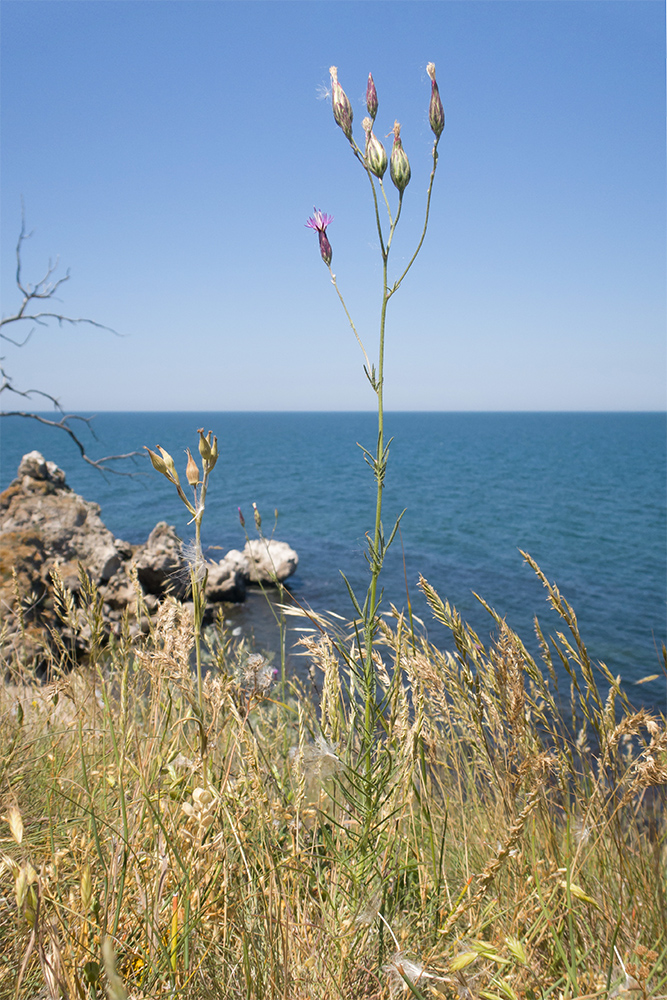 Image of Crupina vulgaris specimen.