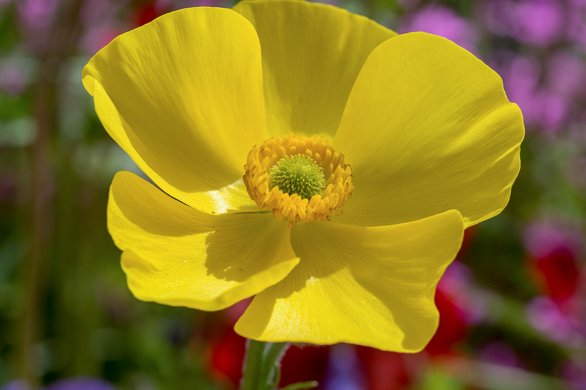 Image of Ranunculus asiaticus specimen.