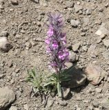 Stachys lavandulifolia
