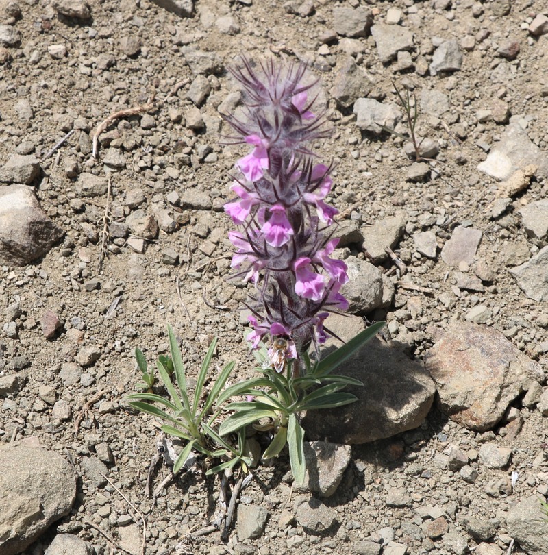 Image of Stachys lavandulifolia specimen.