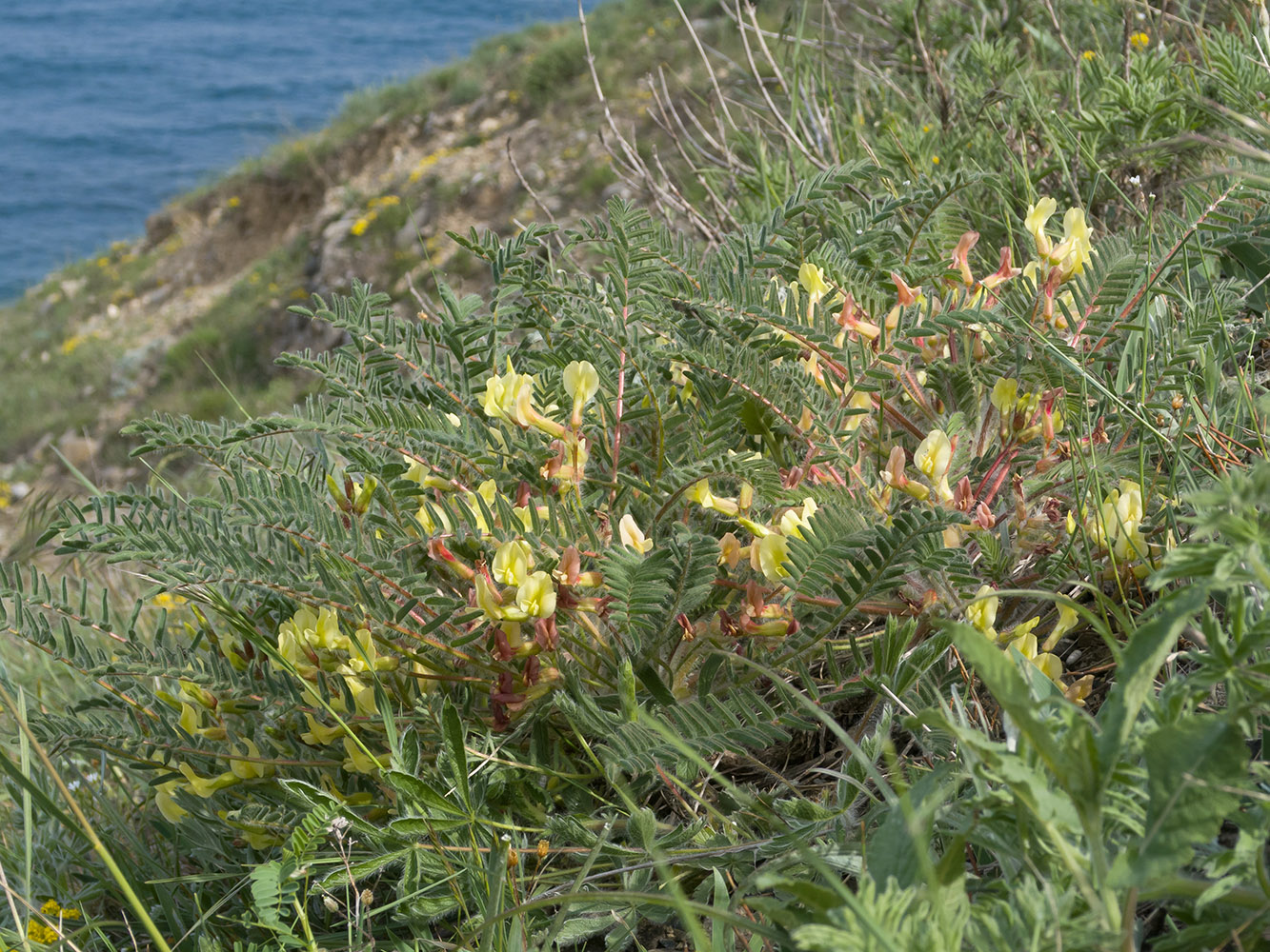 Изображение особи Astragalus utriger.