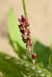 Plantago winteri. Зрелое соплодие с прилипшими песчинками (на коротком генеративном побеге). Ленинградская обл., Кингисеппский р-н, окр. дер. Урмизно, берег Финского залива, песчаный пляж, на границе с травяными зарослями в понижении. 22.08.2021.