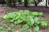 Trachystemon orientalis. Отцветающее растение. Краснодарский край, г. Сочи, парк \"Дендрарий\", невдалеке от южного входа в парк. 11.05.2021.