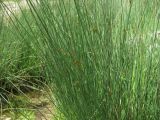 Juncus inflexus