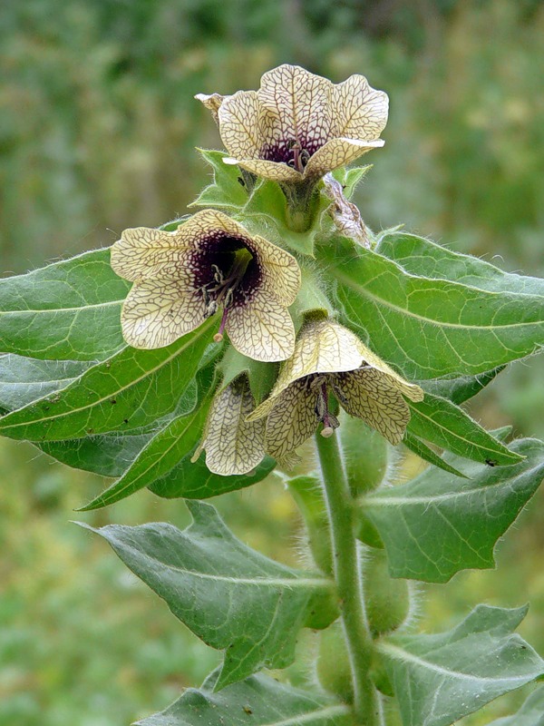 Image of Hyoscyamus niger specimen.