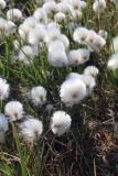 род Eriophorum