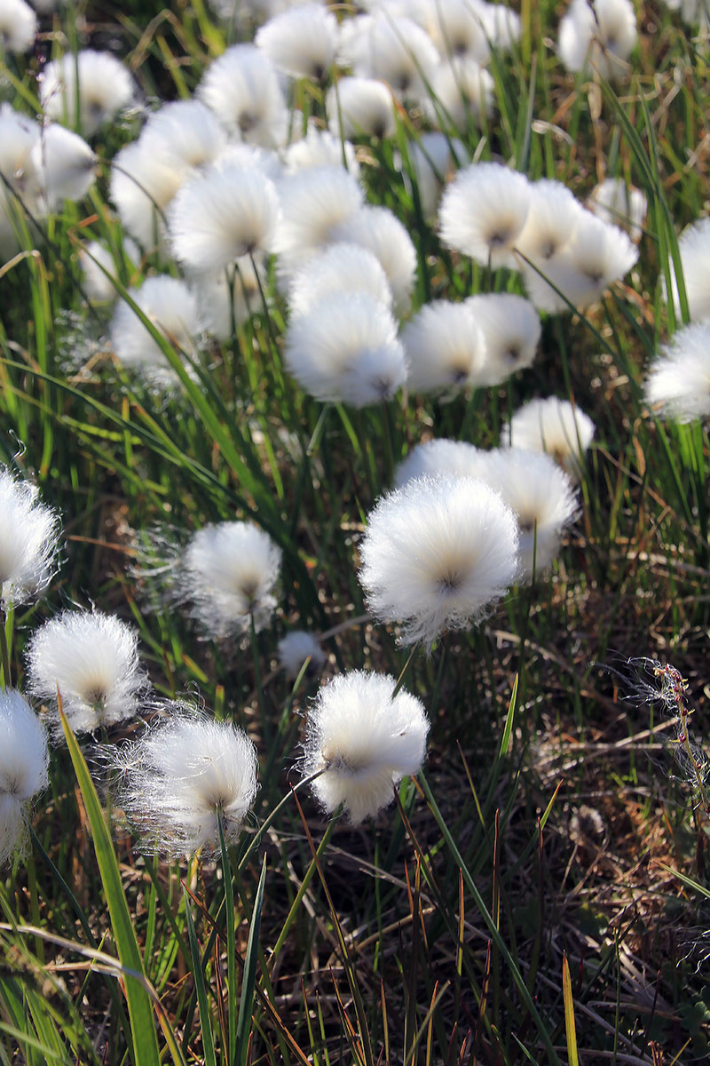 Изображение особи род Eriophorum.