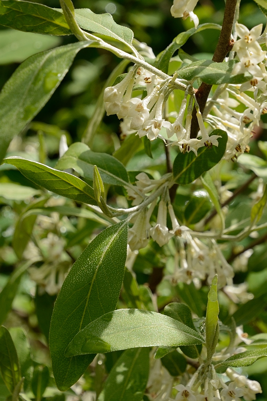 Image of genus Elaeagnus specimen.