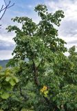 Tilia amurensis. Крона взрослого дерева. Приморье, окр. г. Находка, гора Племянник, опушка широколиственного леса вблизи вершины. 29.07.2021.