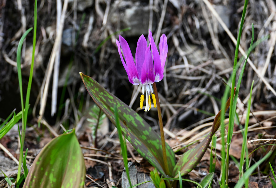 Изображение особи Erythronium sibiricum.