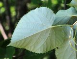 Tilia mandshurica