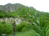 Polygonatum sewerzowii