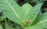 Impatiens glandulifera. Верхушка растения с бутонами. Карелия, окр. Импилахти, у дороги через сырой мелколиственный лес. 10.07.2022.