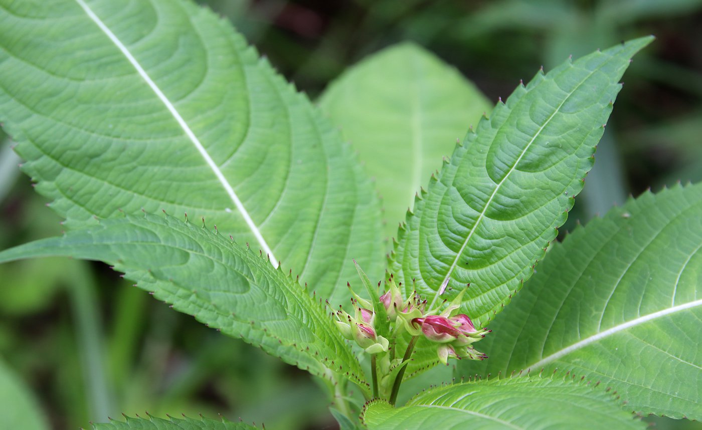 Image of Impatiens glandulifera specimen.
