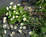 Pyrethrum parthenifolium