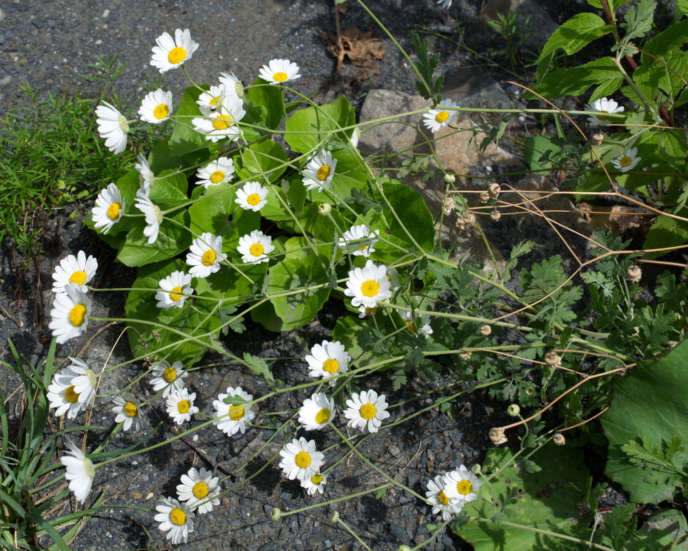 Image of Pyrethrum parthenifolium specimen.