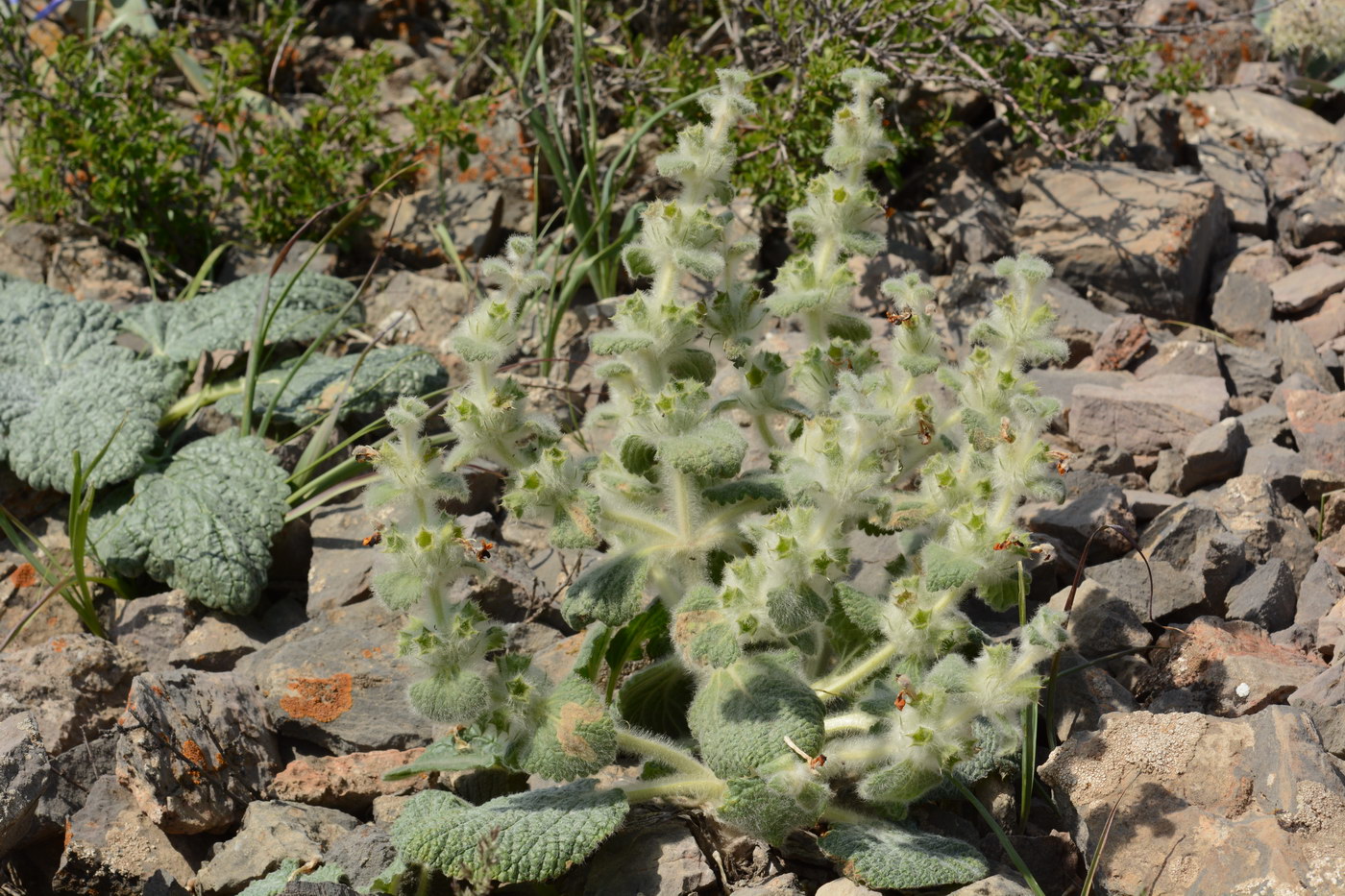 Image of Paraeremostachys karatavica specimen.