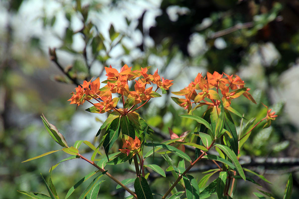 Изображение особи Euphorbia griffithii.