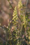 Reseda lutea