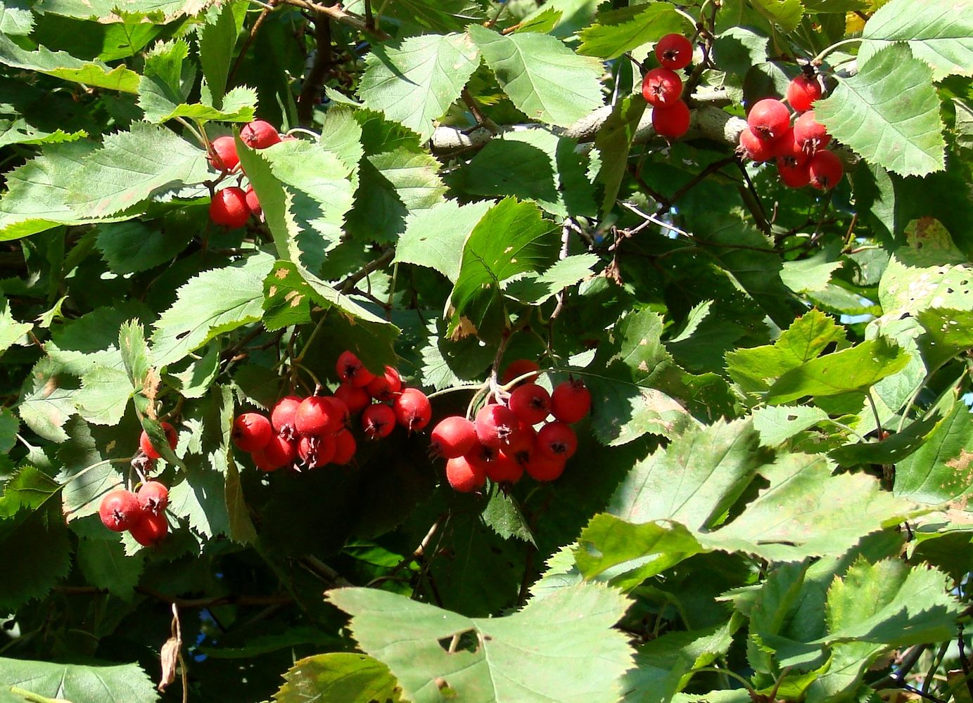 Изображение особи род Crataegus.