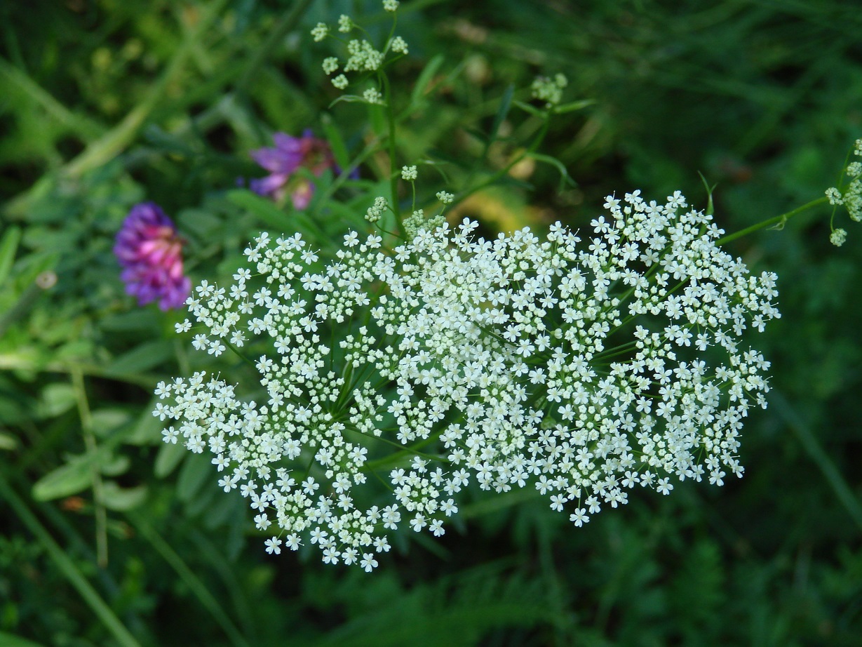 Изображение особи род Pimpinella.