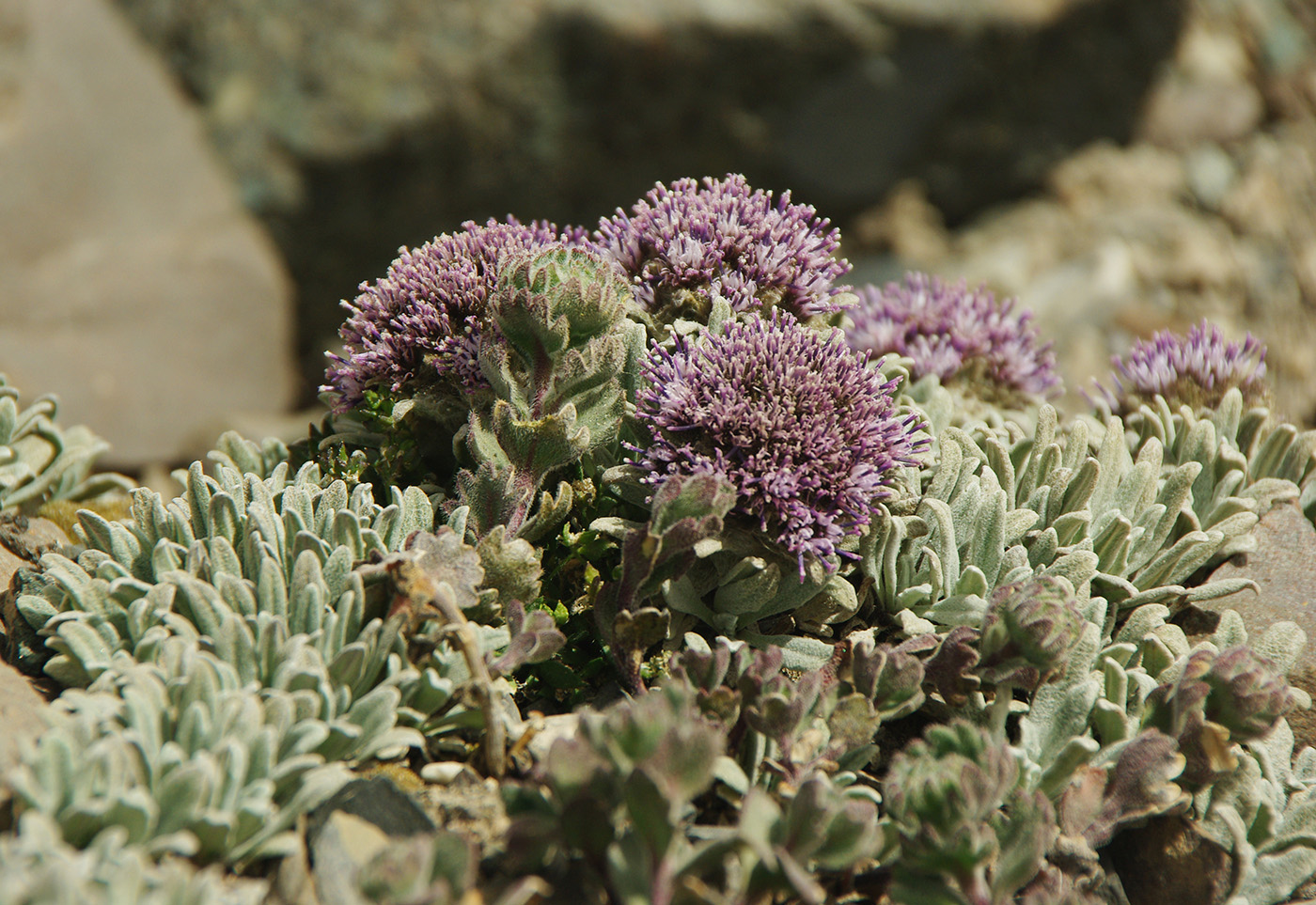 Image of Saussurea gnaphalodes specimen.