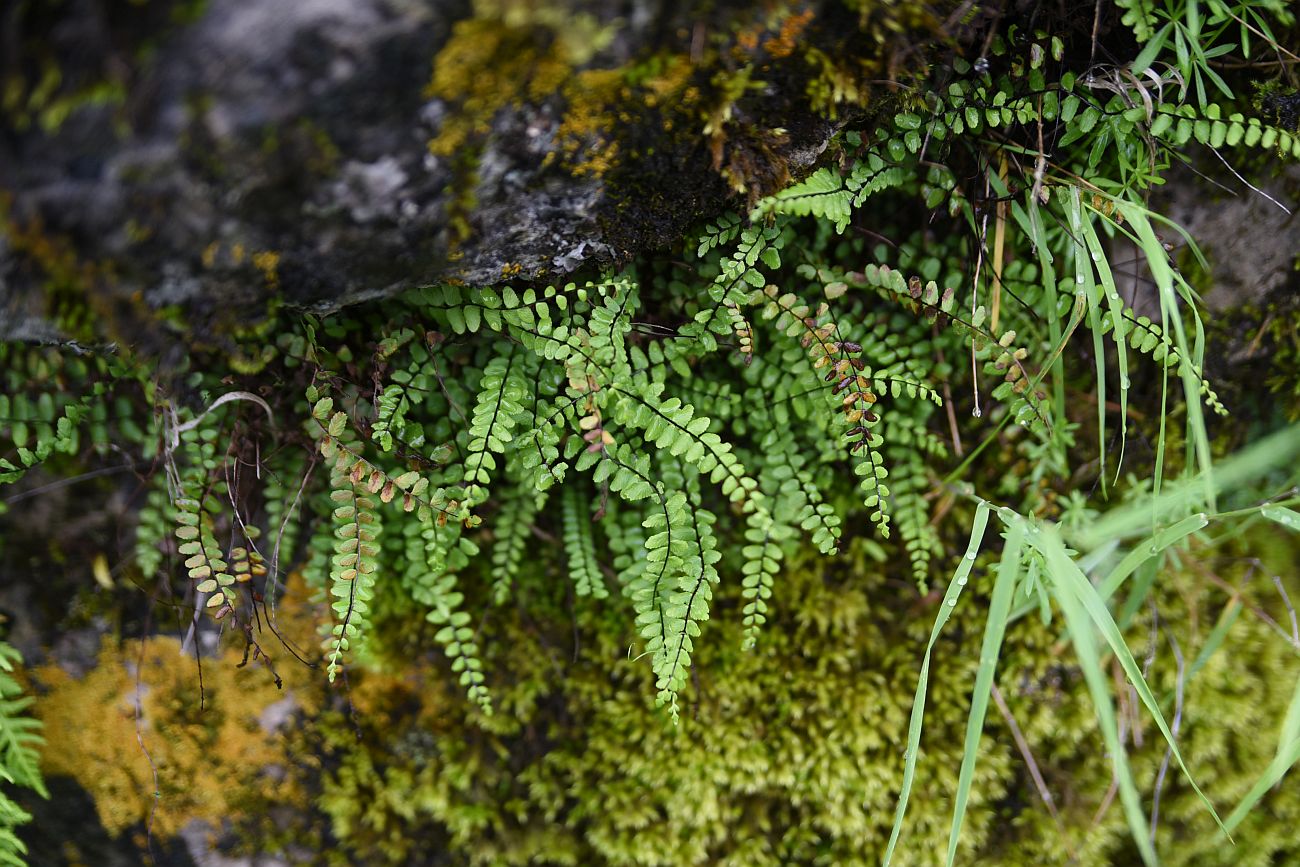 Изображение особи Asplenium trichomanes.