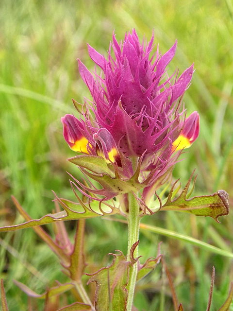 Image of Melampyrum arvense specimen.