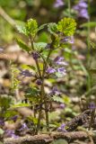 Glechoma hederacea. Цветущие растения. Ставропольский край, Кавказские Минеральные Воды, Бештаугорский заказник, широколиственный лес. 04.05.2014.