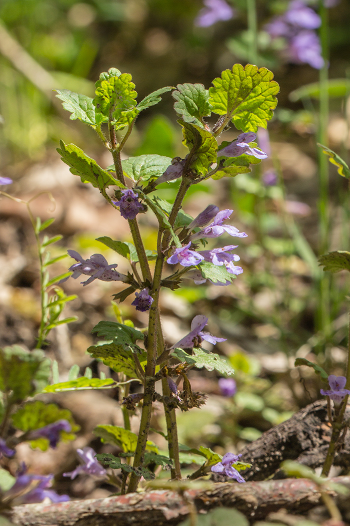 Image of Glechoma hederacea specimen.