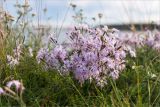 Dianthus superbus. Верхушки цветущих растений. Кольский п-ов, Кандалакшский берег Белого моря, каменистая коса, олуговелая воронично-кустарничковая тундра. 19.07.2021.