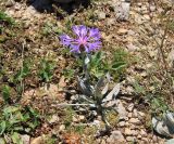 Centaurea fuscomarginata