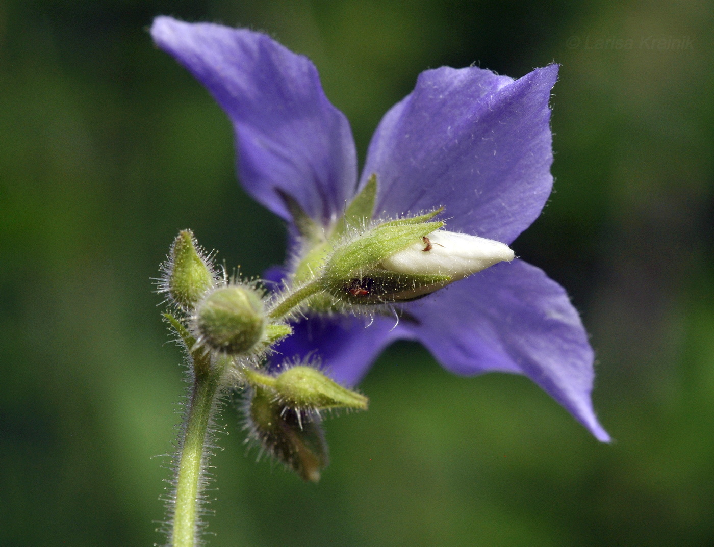 Изображение особи Polemonium laxiflorum.