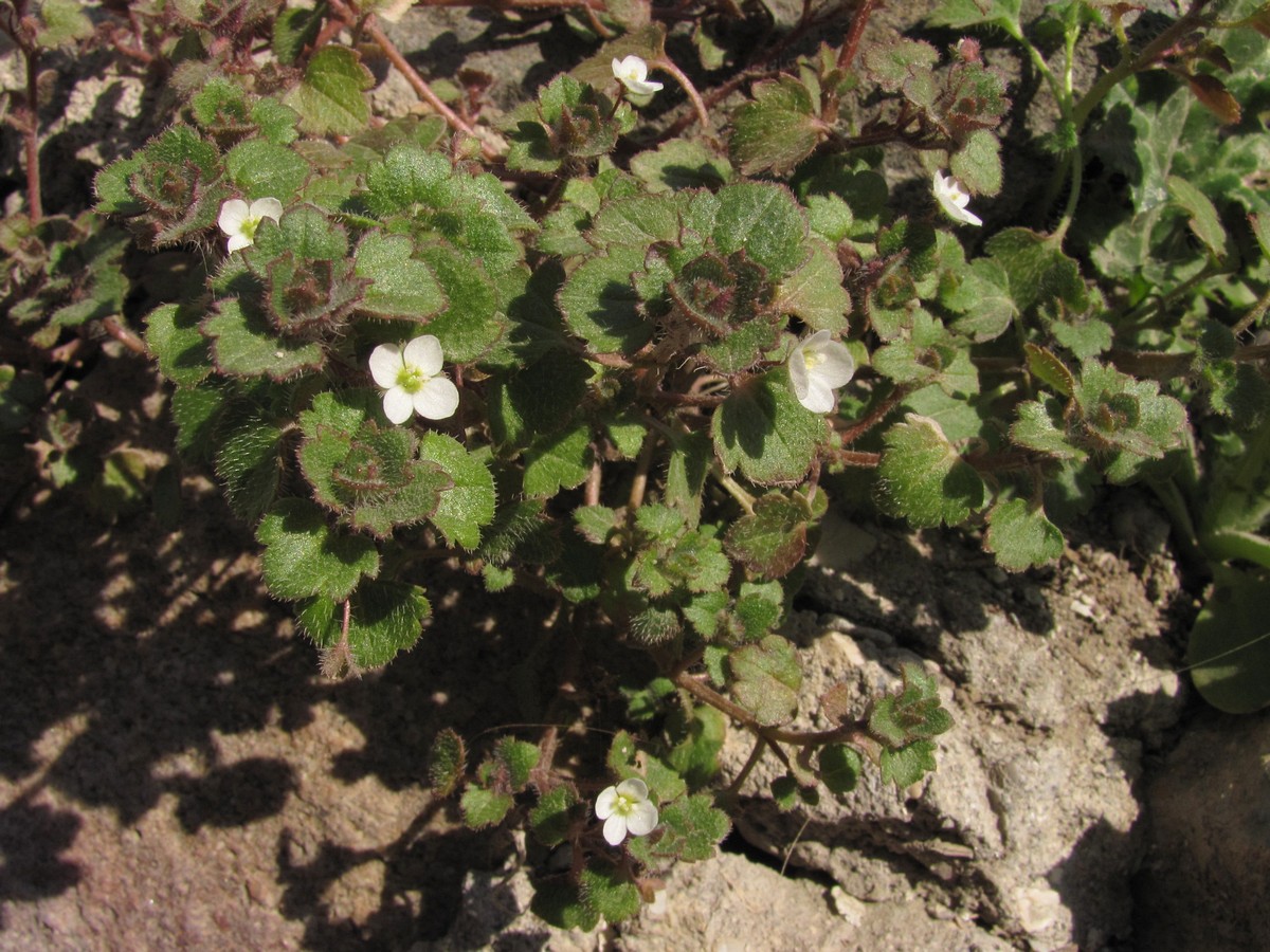 Image of Veronica cymbalaria specimen.