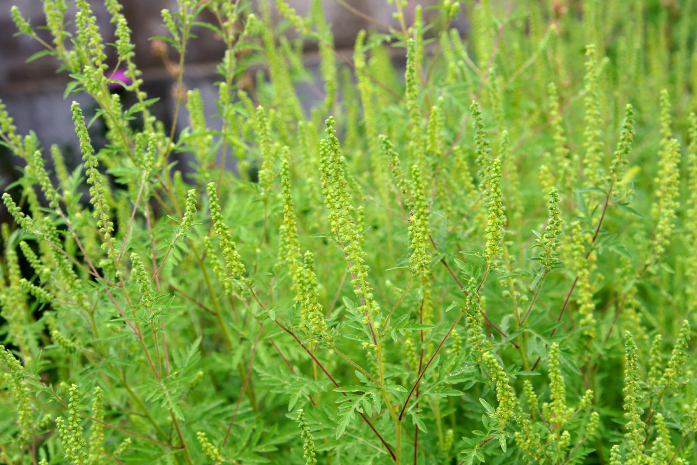 Image of Ambrosia artemisiifolia specimen.