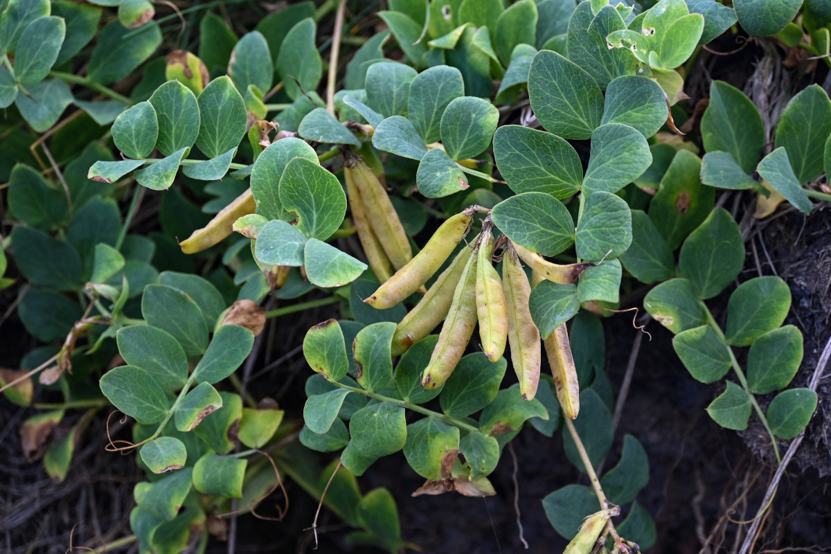 Изображение особи Lathyrus japonicus.