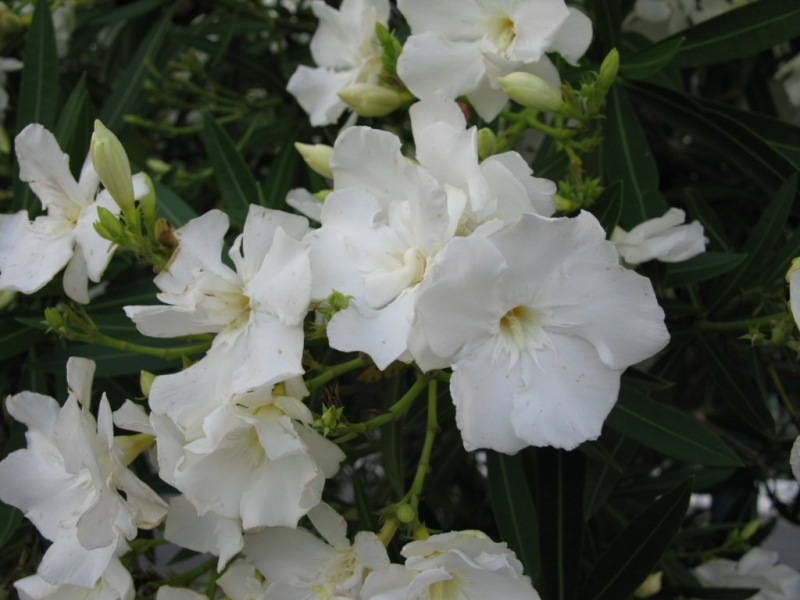 Image of Nerium oleander specimen.