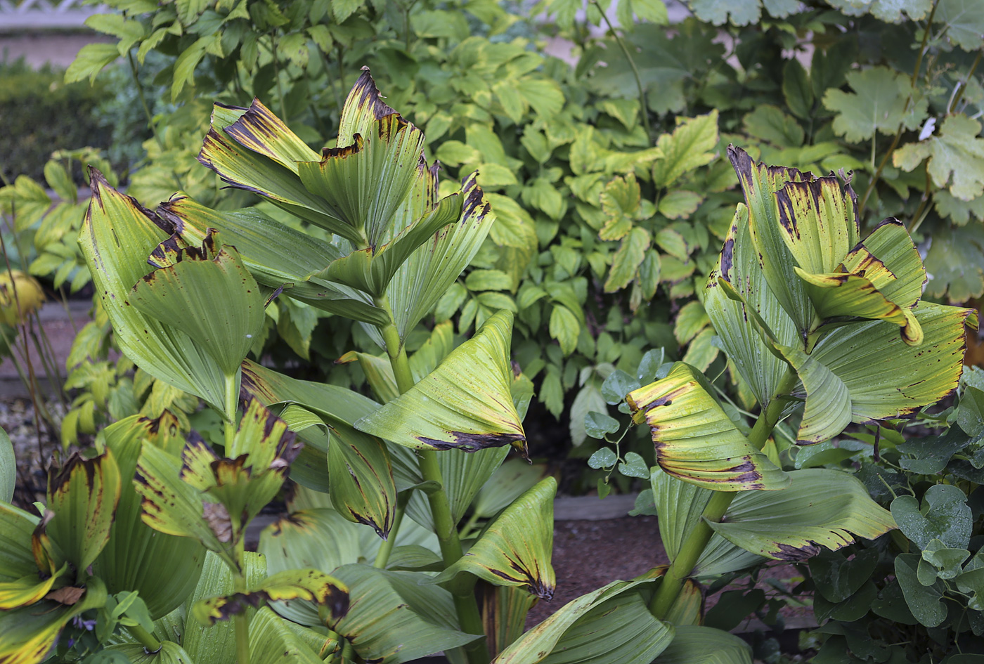 Image of Veratrum lobelianum specimen.