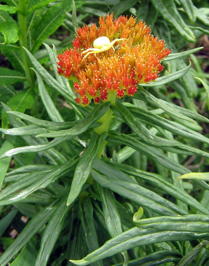 Image of Rhodiola linearifolia specimen.