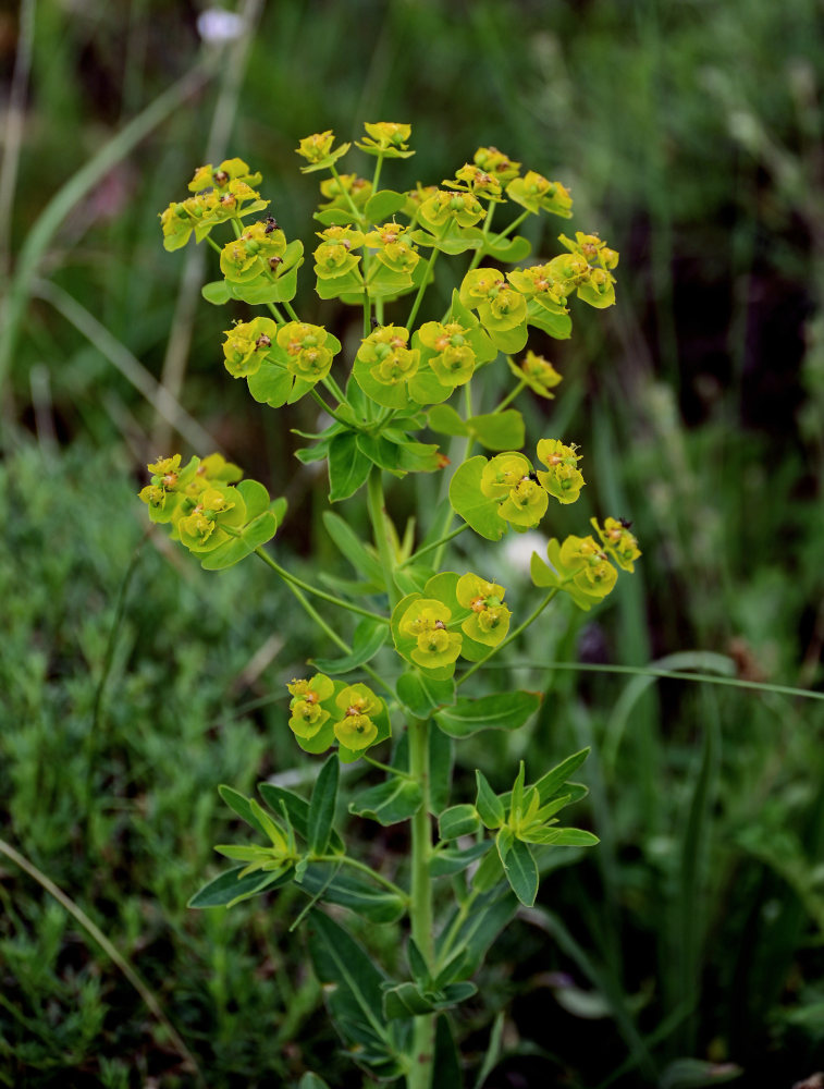 Image of Euphorbia iberica specimen.