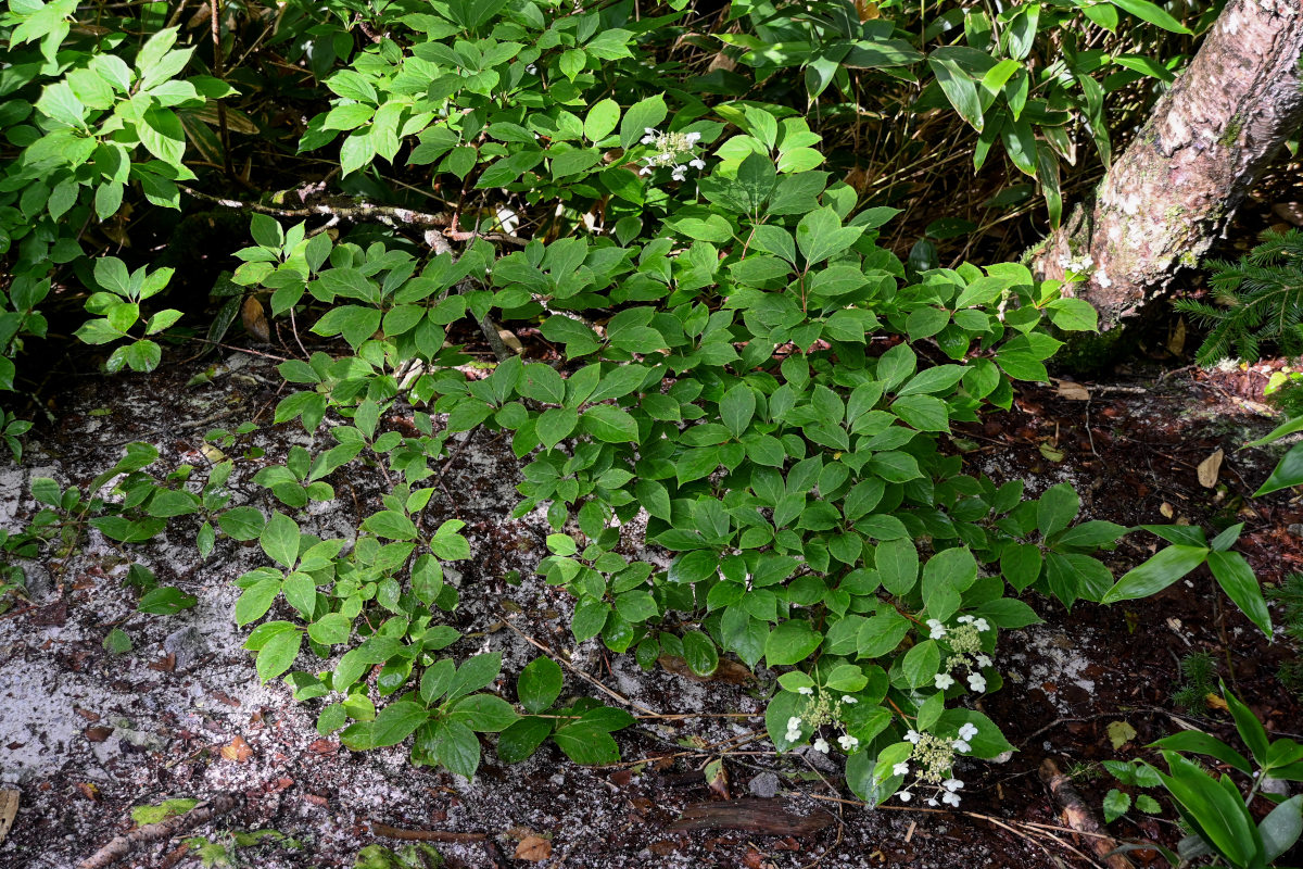 Image of Hydrangea paniculata specimen.