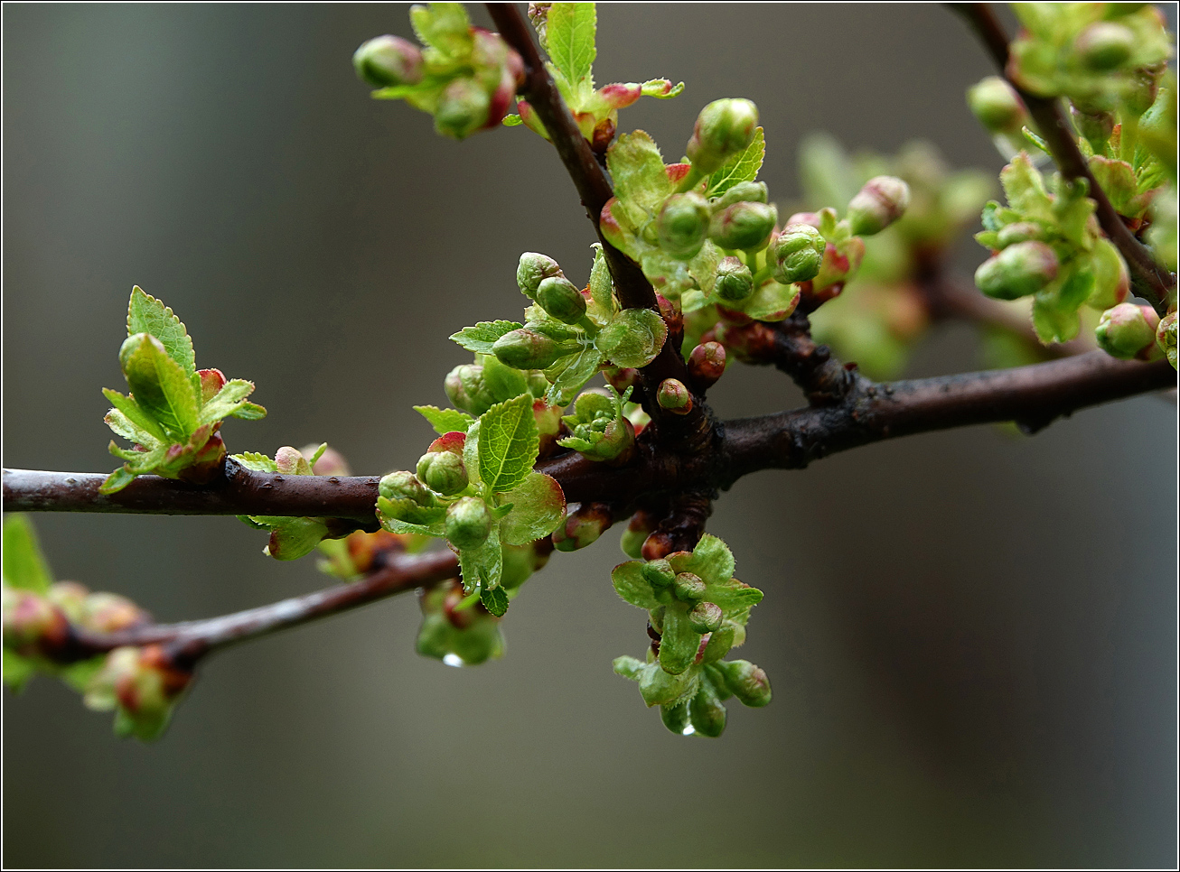 Изображение особи Cerasus vulgaris.